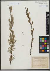 Foto von Salix viminalis L.
